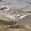 Black-bellied Plover